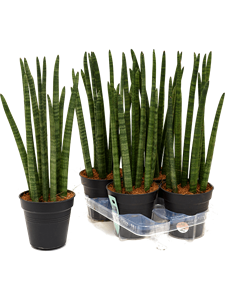 Сансевиерия цилиндрическая "Tower" 15/50 (Nieuwkoop Europe) 39562