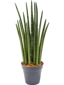 Сансевиерия цилиндрическая "Tower" 19/70 (Nieuwkoop Europe) 39563