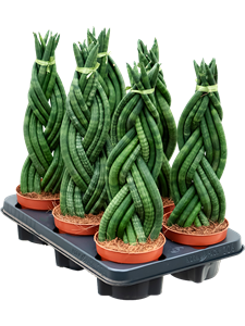 Сансевиерия цилиндрическая 12/40 (Nieuwkoop Europe) 39564