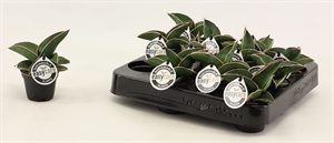 Сансевиерия Эренберга "Samurai" 6/14 (Nieuwkoop Europe) 39568