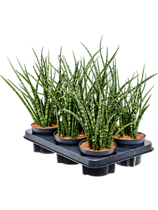 Сансевиерия кирки "Fernwood" 11/40 (Nieuwkoop Europe) 39570