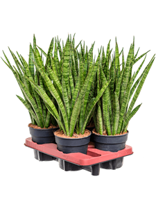 Сансевиерия кирки 14/50 (Nieuwkoop Europe) 39571