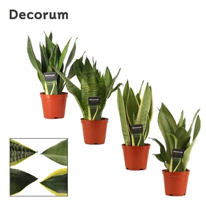 Сансевиерия супер микс 12/30 (Nieuwkoop Europe) 39582