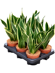 Сансевиерия трехполосная (трифасциата) "Canary" 12/30 (Nieuwkoop Europe) 39589