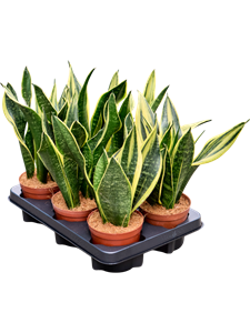 Сансевиерия трехполосная (трифасциата) "Gold Flame" 12/30 (Nieuwkoop Europe) 39592