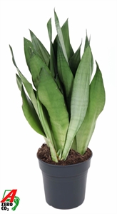 Сансевиерия трехполосная (трифасциата) "Moonshine"  21/60 (Nieuwkoop Europe) 39595