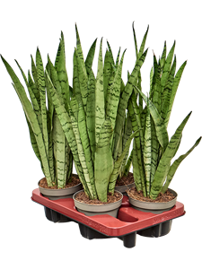 Сансевиерия трехполосная (трифасциата) "Silver Mist" 14/40 (Nieuwkoop Europe) 39596