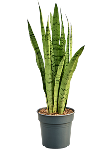 Сансевиерия трехполосная (трифасциата) "Silver Mist" 19/95 (Nieuwkoop Europe) 39597