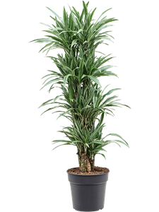 Драцена деремская "Warneckei" 30/140 (Nieuwkoop Europe) 39655