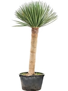 Драцена драконовая (драконово дерево) "Compact" 85/300 (Nieuwkoop Europe) 39660