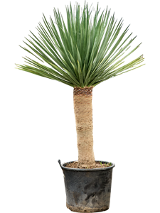 Драцена драконовая (драконово дерево) "Compact" 65/240 (Nieuwkoop Europe) 39662