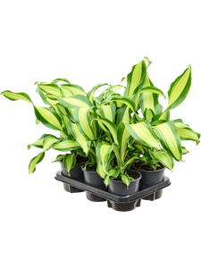 Драцена душистая (фрагранс) "Charley" 13/40 (Nieuwkoop Europe) 39666