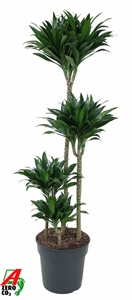 Драцена душистая (фрагранс) "Compacta" 27/130 (Nieuwkoop Europe) 39672