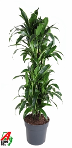 Драцена душистая (фрагранс) "Art" 31/150 (Nieuwkoop Europe) 39677