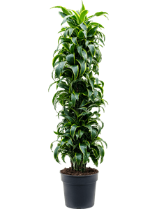 Драцена душистая (фрагранс) "Dorado" куст 34/170 (Nieuwkoop Europe) 39683