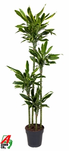Драцена душистая (фрагранс) "Golden Coast" 27/190 (Nieuwkoop Europe) 39686