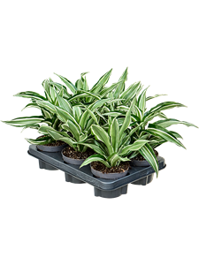 Драцена душистая (фрагранс) "Kanzi" 12/20 (Nieuwkoop Europe) 39710