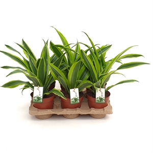 Драцена душистая (фрагранс) "Lemon Lime" 12/35 (Nieuwkoop Europe) 39711