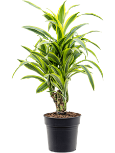 Драцена душистая (фрагранс) "Lemon Lime" 21/70 (Nieuwkoop Europe) 39714