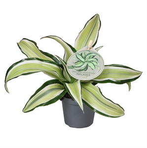 Драцена душистая (фрагранс) "Malaika" куст 6/12 (Nieuwkoop Europe) 39719