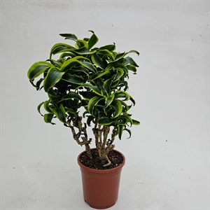 Драцена душистая (фрагранс) "Tornado" 17/60 (Nieuwkoop Europe) 39722