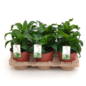 Драцена душистая (фрагранс) 12/23 (Nieuwkoop Europe) 39723