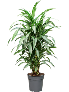 Драцена душистая (фрагранс) "Ulises" 24/110 (Nieuwkoop Europe) 39730