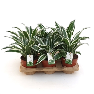 Драцена душистая (фрагранс) "White Jewel" 12/25 (Nieuwkoop Europe) 39732