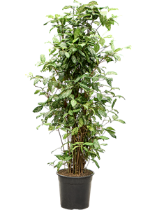 Драцена Годсефа (суркулоза) 26/130 (Nieuwkoop Europe) 39737