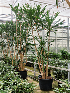 Драцена гимея 65/450 (Nieuwkoop Europe) 39739