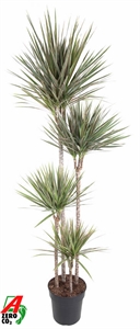 Драцена маргината (окаймленная) "Bicolor" 27/190 (Nieuwkoop Europe) 39748