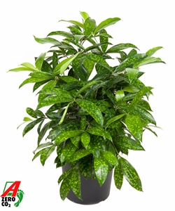 Драцена суркулоза (Годсефа) 24/60 (Nieuwkoop Europe) 39769