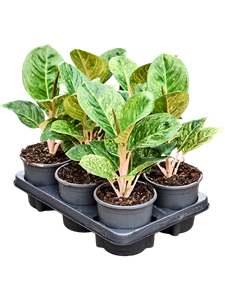 Аглаонема "Apple Fantasy" 13/40 (Nieuwkoop Europe) 39771