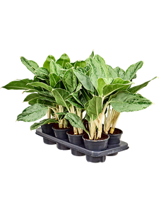 Аглаонема "Cintho Queen" 14/40 (Nieuwkoop Europe) 39773