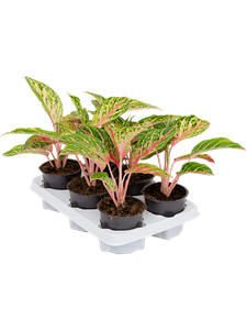 Аглаонема "Coco Melon" 12/35 (Nieuwkoop Europe) 39774