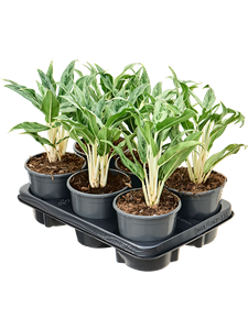 Аглаонема "Greyhound" 13/40 (Nieuwkoop Europe) 39776