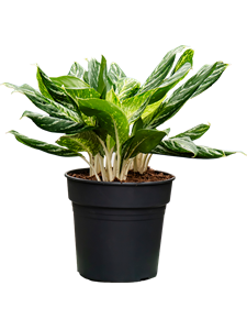 Аглаонема "Madonna" 27/75 (Nieuwkoop Europe) 39778