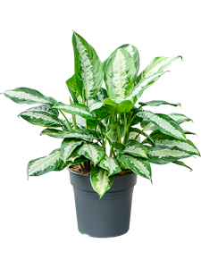 Аглаонема "Pattaya Beauty" 24/55 (Nieuwkoop Europe) 39783