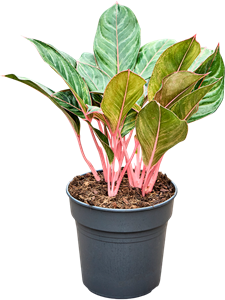 Аглаонема "Princess" 24/60 (Nieuwkoop Europe) 39785