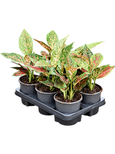 Аглаонема "Red Emerald" 13/30 (Nieuwkoop Europe) 39786