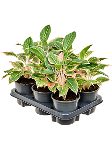 Аглаонема "Siam Pink" 13/30 (Nieuwkoop Europe) 39789