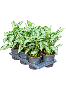 Аглаонема "Silver Queen" 17/35 (Nieuwkoop Europe) 39790