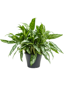 Аглаонема "Silver Queen" 24/45 (Nieuwkoop Europe) 39791