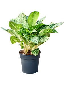 Аглаонема "Soems Up" 24/40 (Nieuwkoop Europe) 39793