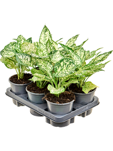 Аглаонема "White Diamond" 13/30 (Nieuwkoop Europe) 39797