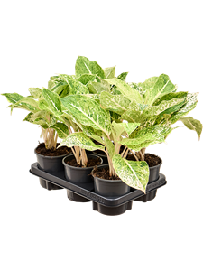 Аглаонема "White Laksap" 13/35 (Nieuwkoop Europe) 39798