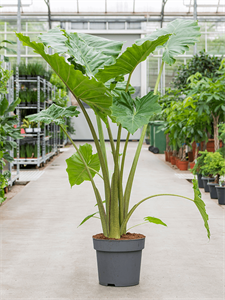 Алоказия "Portodora" 32/160 (Nieuwkoop Europe) 39804