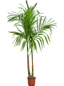 Арека катеху (бетелевая пальма) 30/220 (Nieuwkoop Europe) 39808