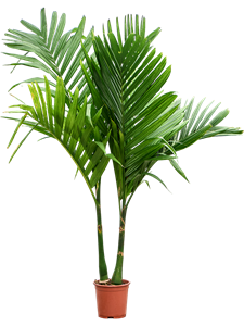 Арека катеху (бетелевая пальма) 27/160 (Nieuwkoop Europe) 39809