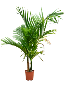 Арека катеху (бетелевая пальма) многоствольная 27/160 (Nieuwkoop Europe) 39810